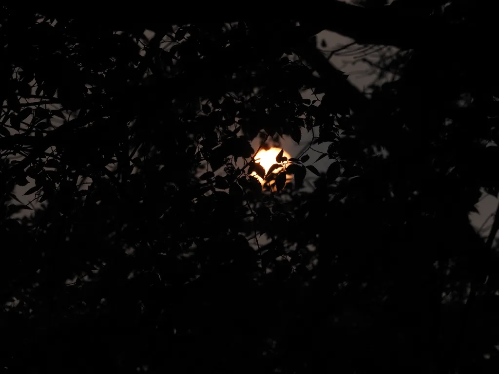 the sun behind leaves