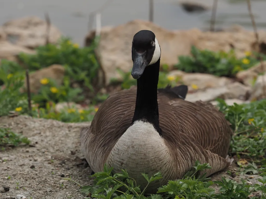 a goose on the shore of a river
