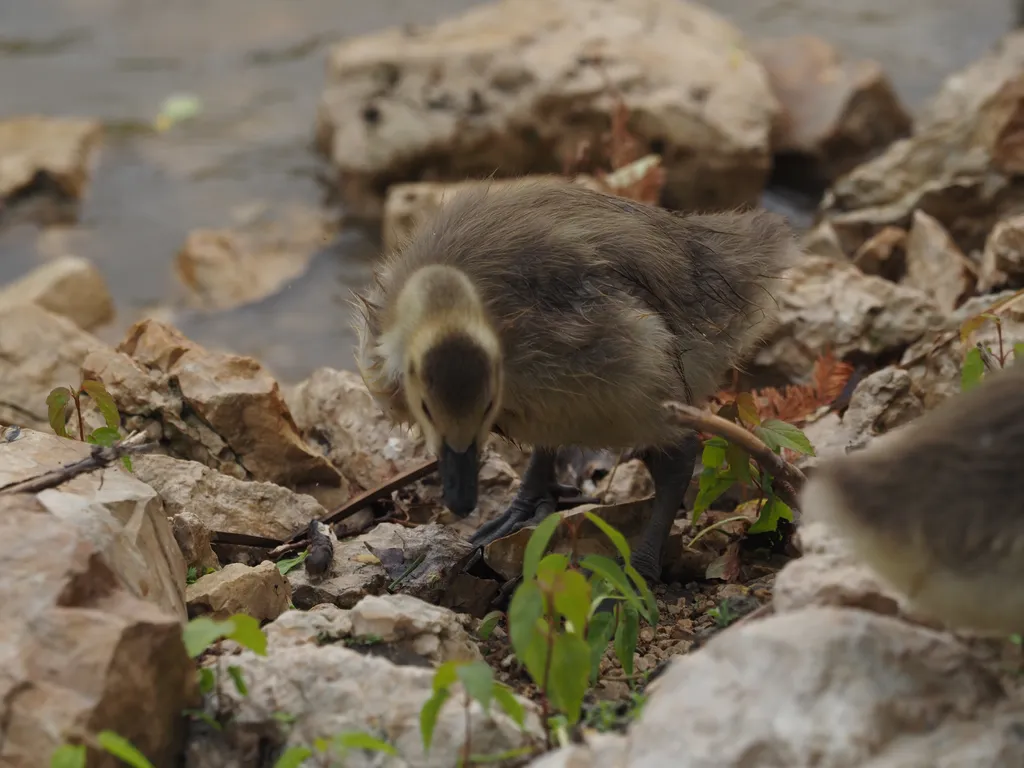 a gosling by the river
