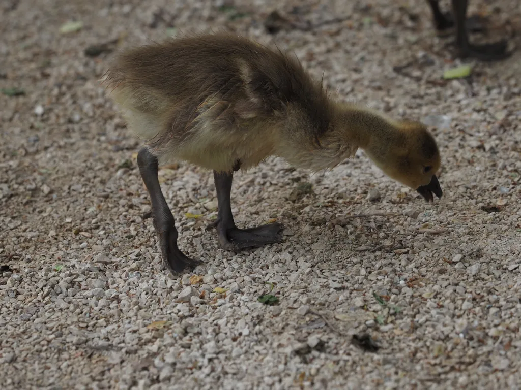 a gosling walking along a path