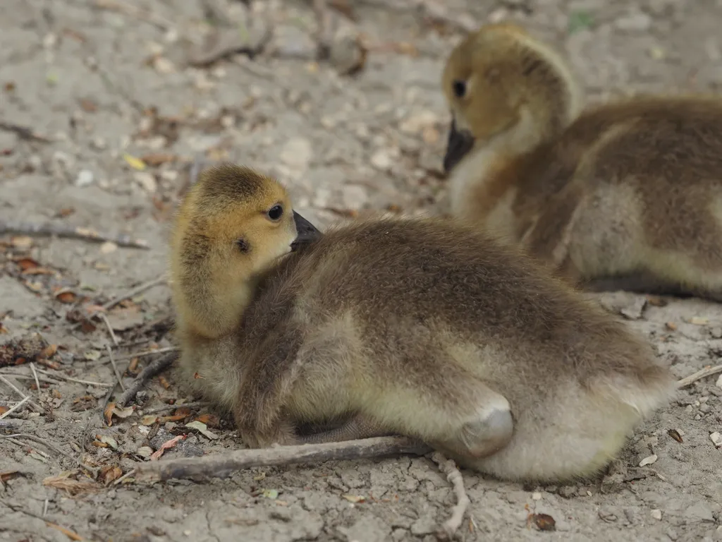 goslings sitting on a riverbank