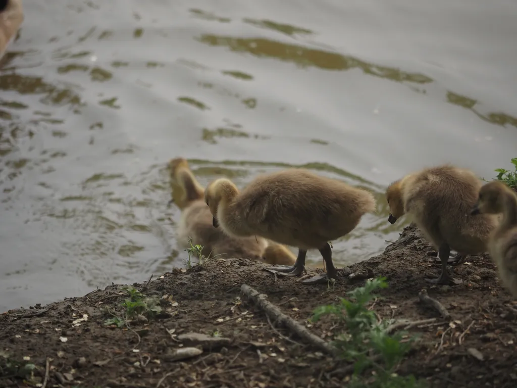 goslings walking down to the river