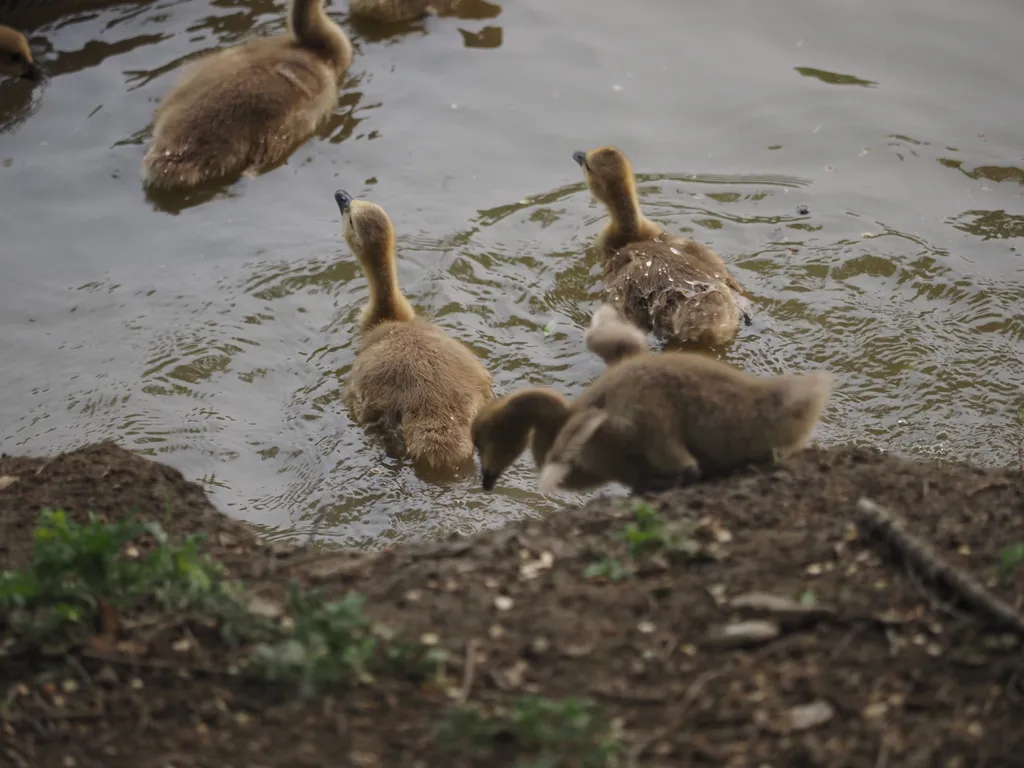 goslings hopping into a river