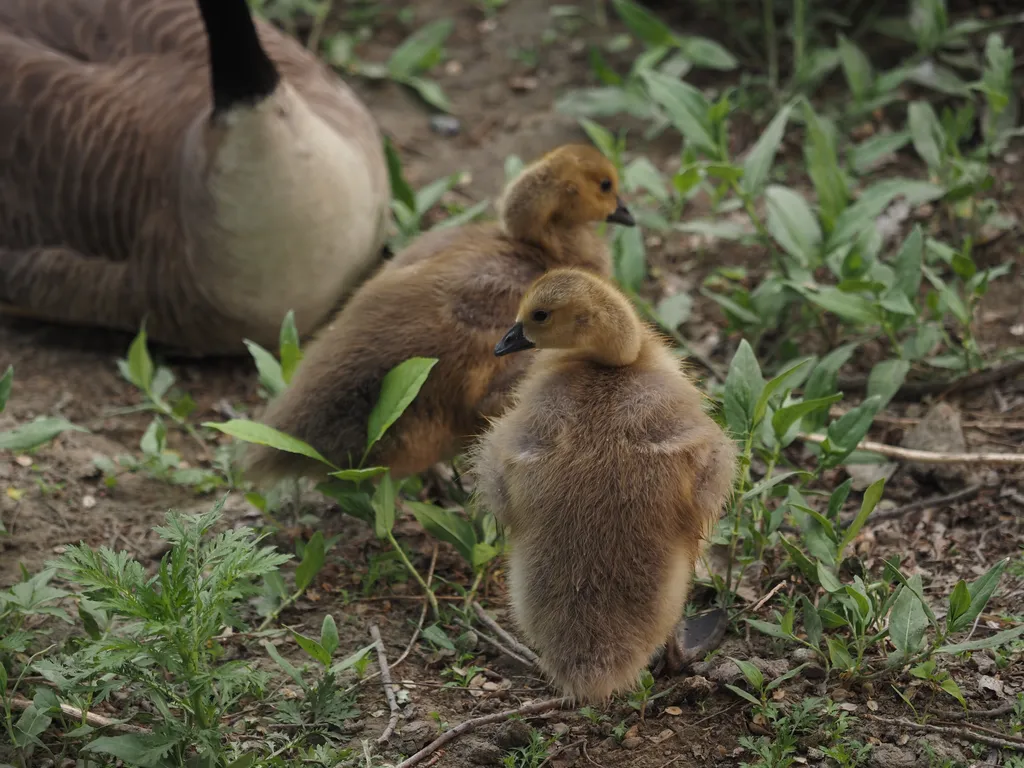 goslings on a riverbank