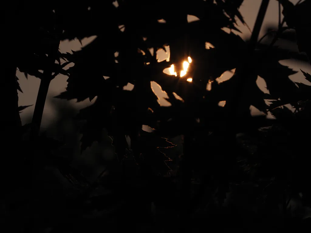 the sun setting behind branches
