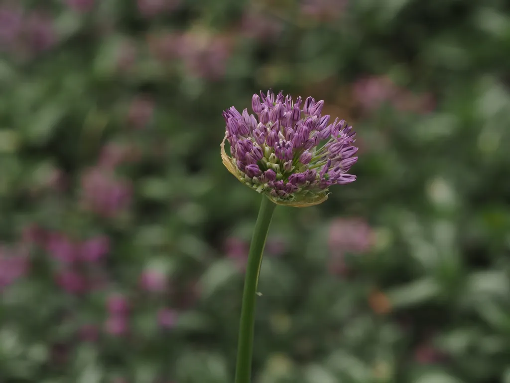 a flower starting to bloom