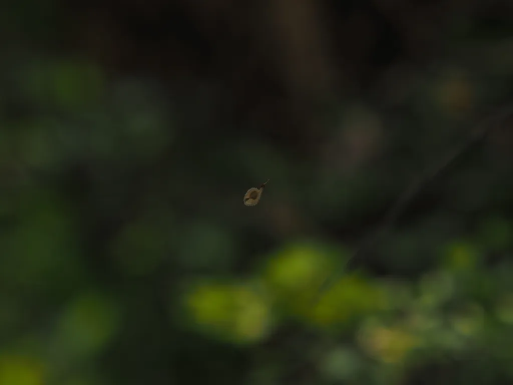an elm seed caught in an unseen web