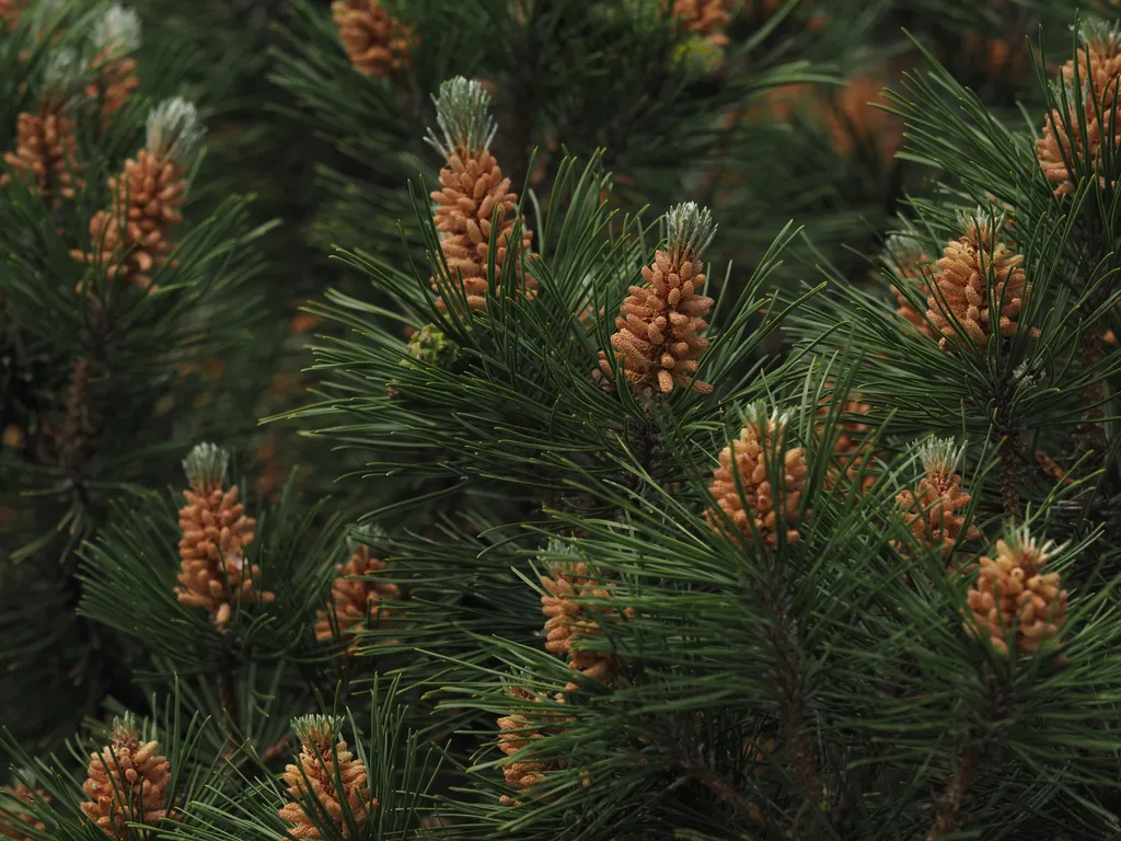 pine branches