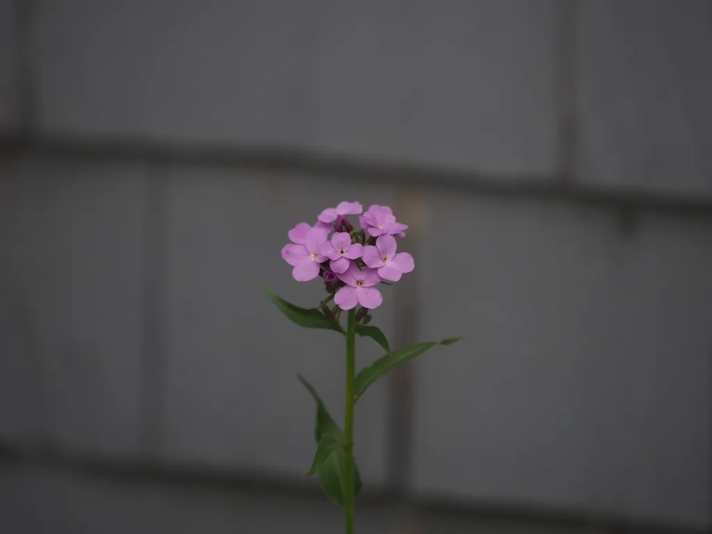 small purple flowers