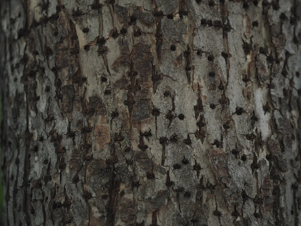 a tree riddled with holes made by a woodpecker
