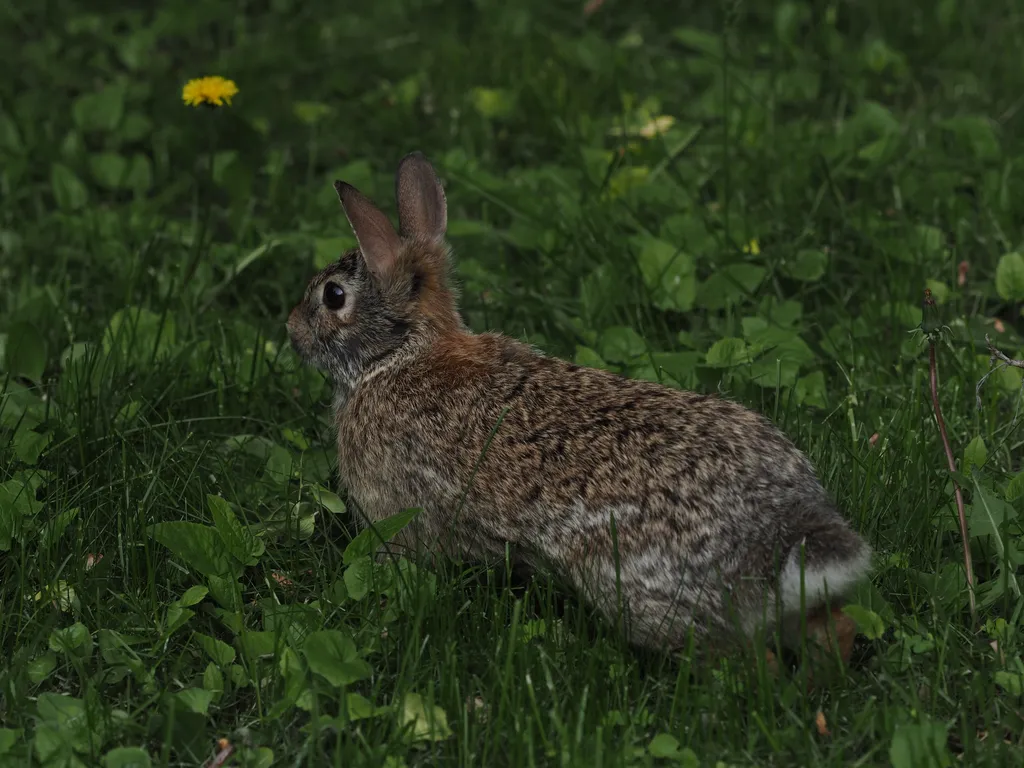 a flower in the grass
