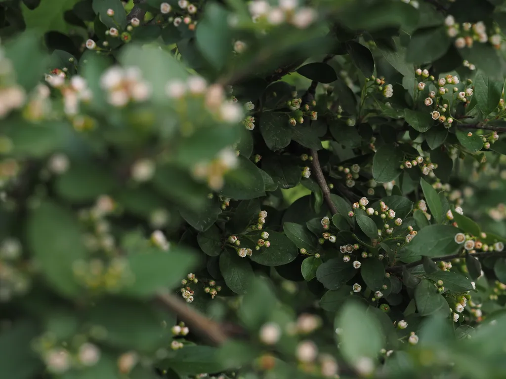 a shrub with small white flowers