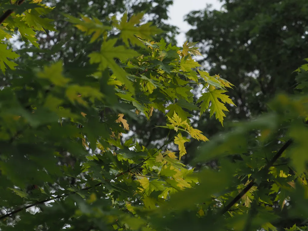 leaves in a beam of light