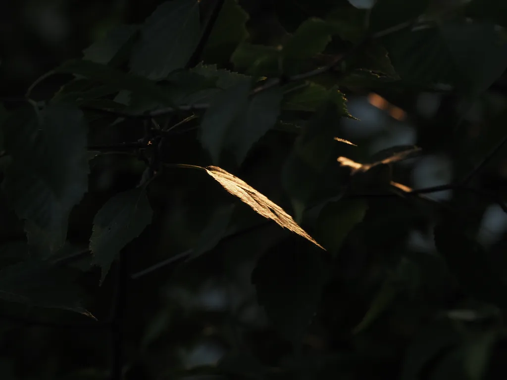 leaves in a beam of light