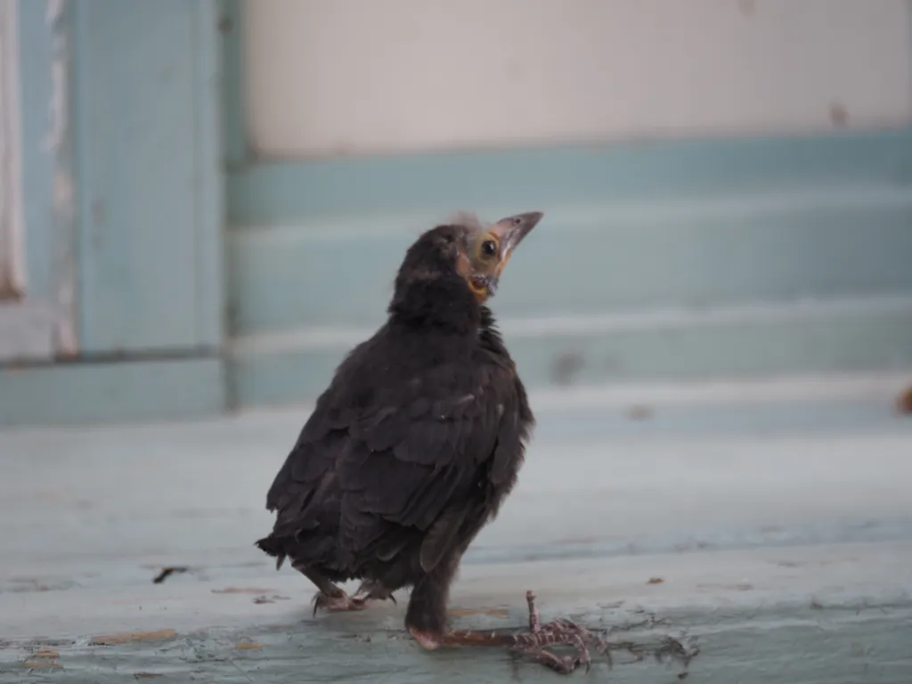 a small bird hopping up stairs