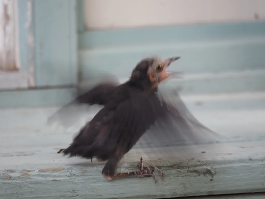 a small bird hopping up stairs
