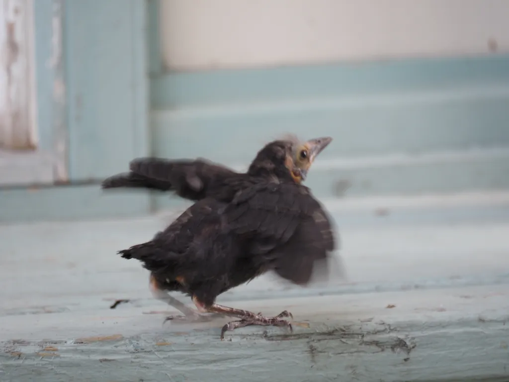 a small bird hopping up stairs