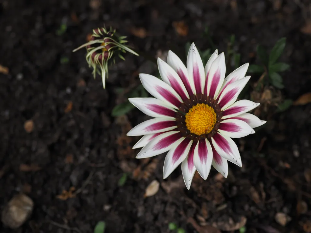 a pink and white flower
