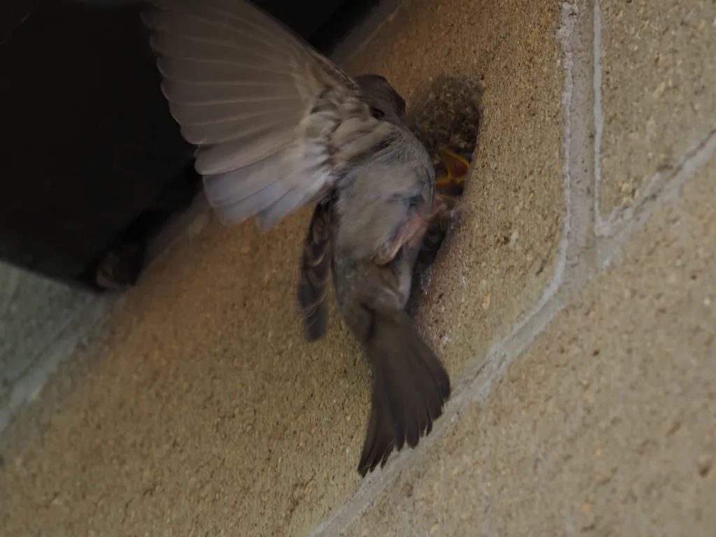 a sparrow feeding their children