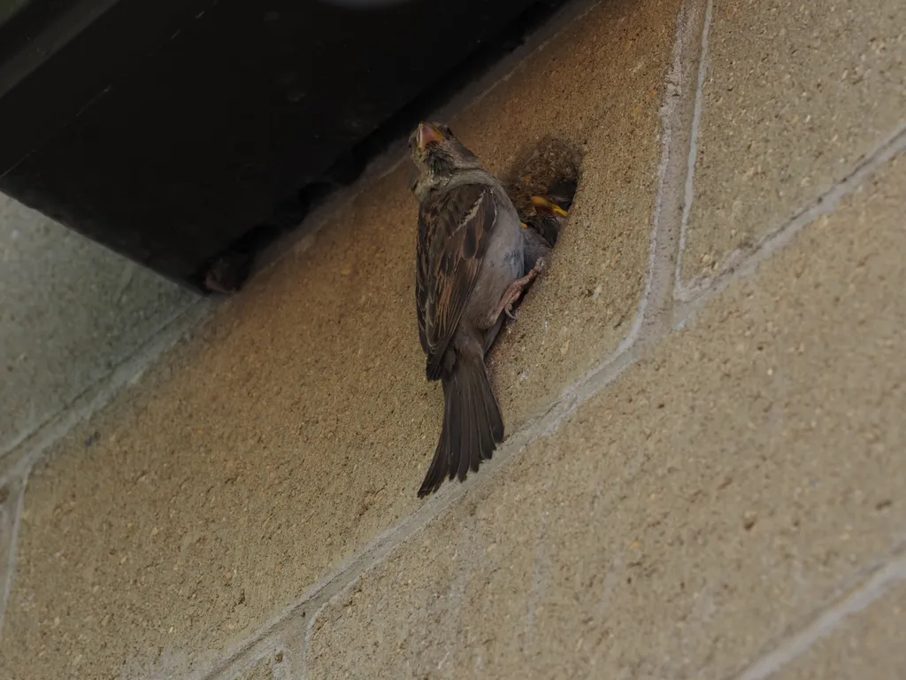 a sparrow feeding their children