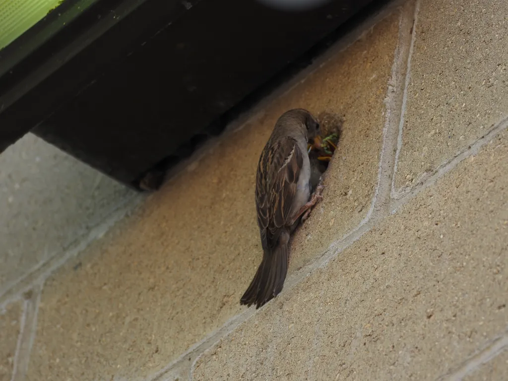a sparrow feeding their children