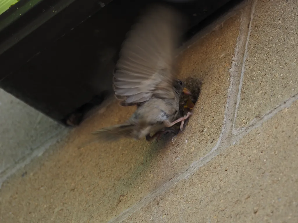 a sparrow feeding their children