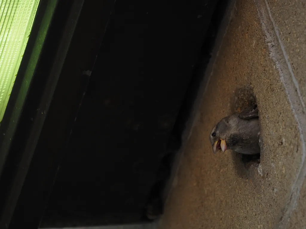 a sparrow feeding their children
