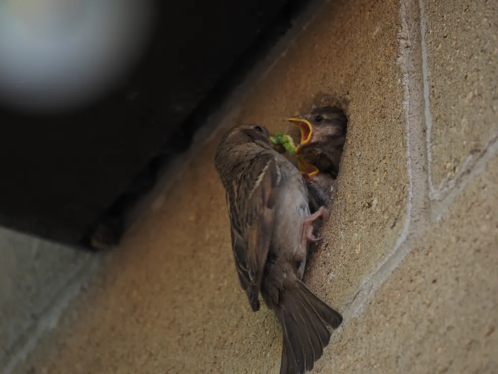 a sparrow feeding their children