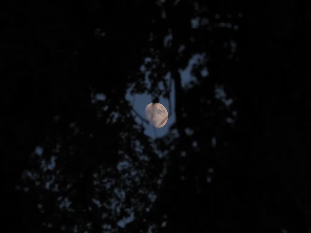 the moon behind trees