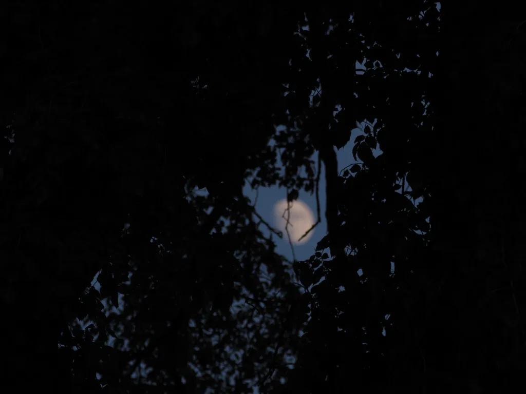 the moon behind trees