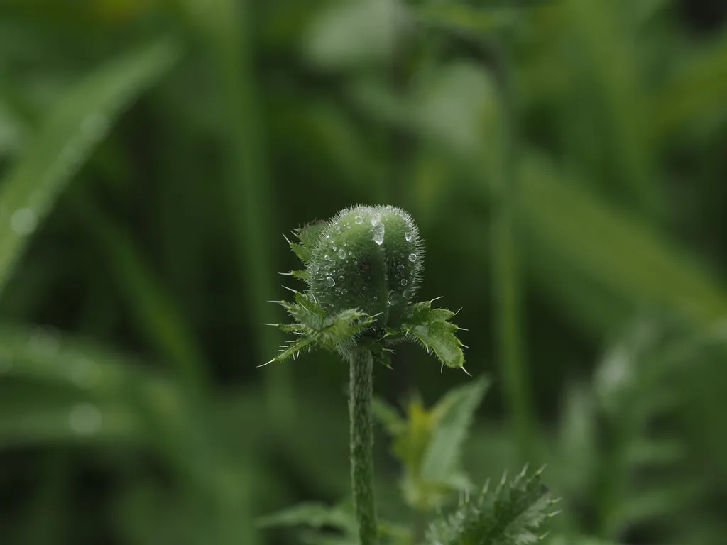 water droplets on a thistle