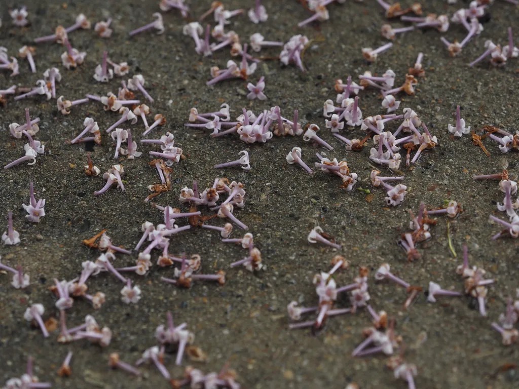 lilac flowers scattering the sidewalk