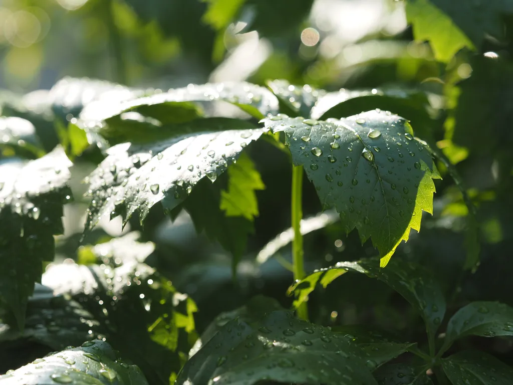 green leaves after a rainfall