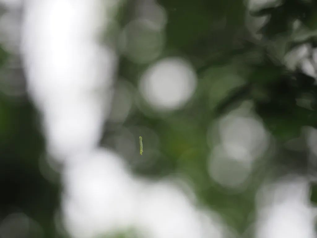 a caterpiller on a string