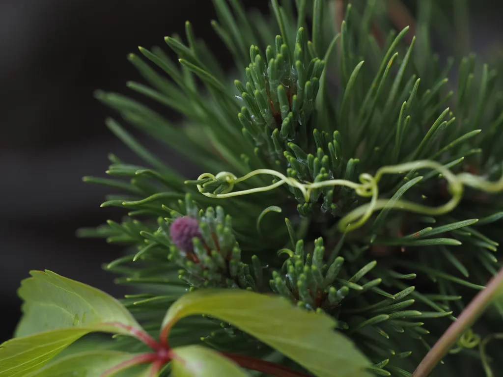 the tendril of a vine wrapped around the needles of a pine trees