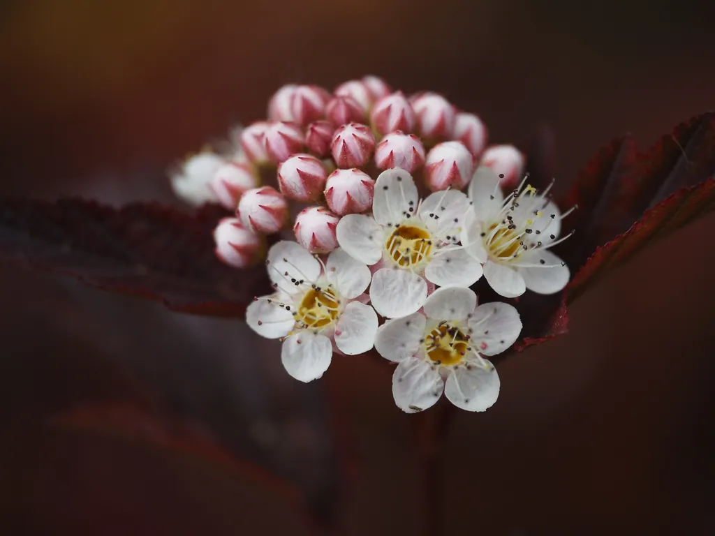 tiny white flowers