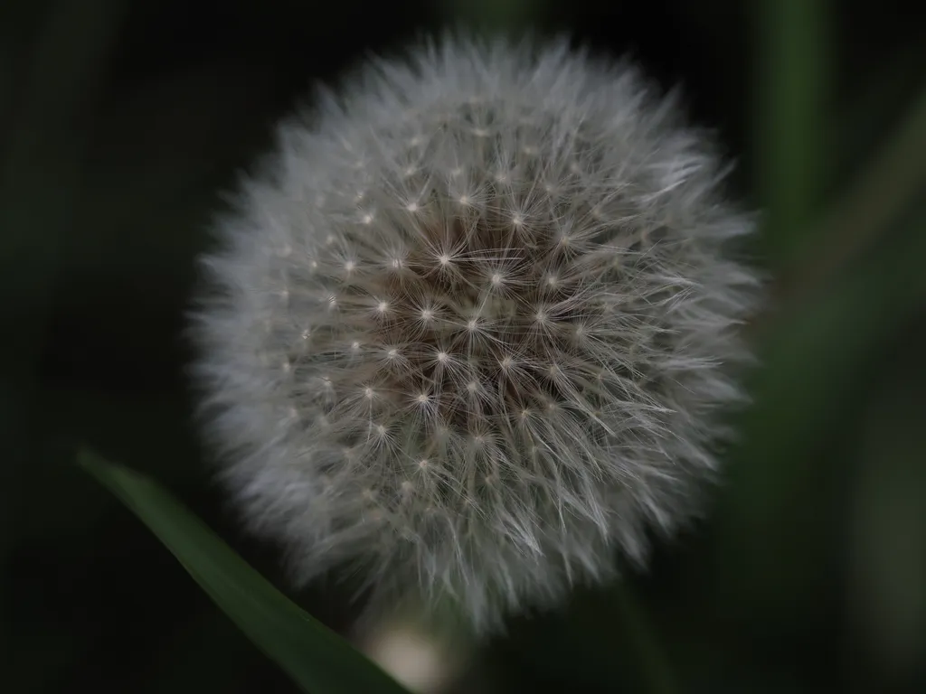 a fluffy dandelion ready to release its seeds