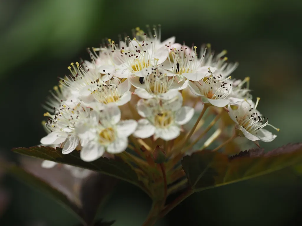tiny white flowers