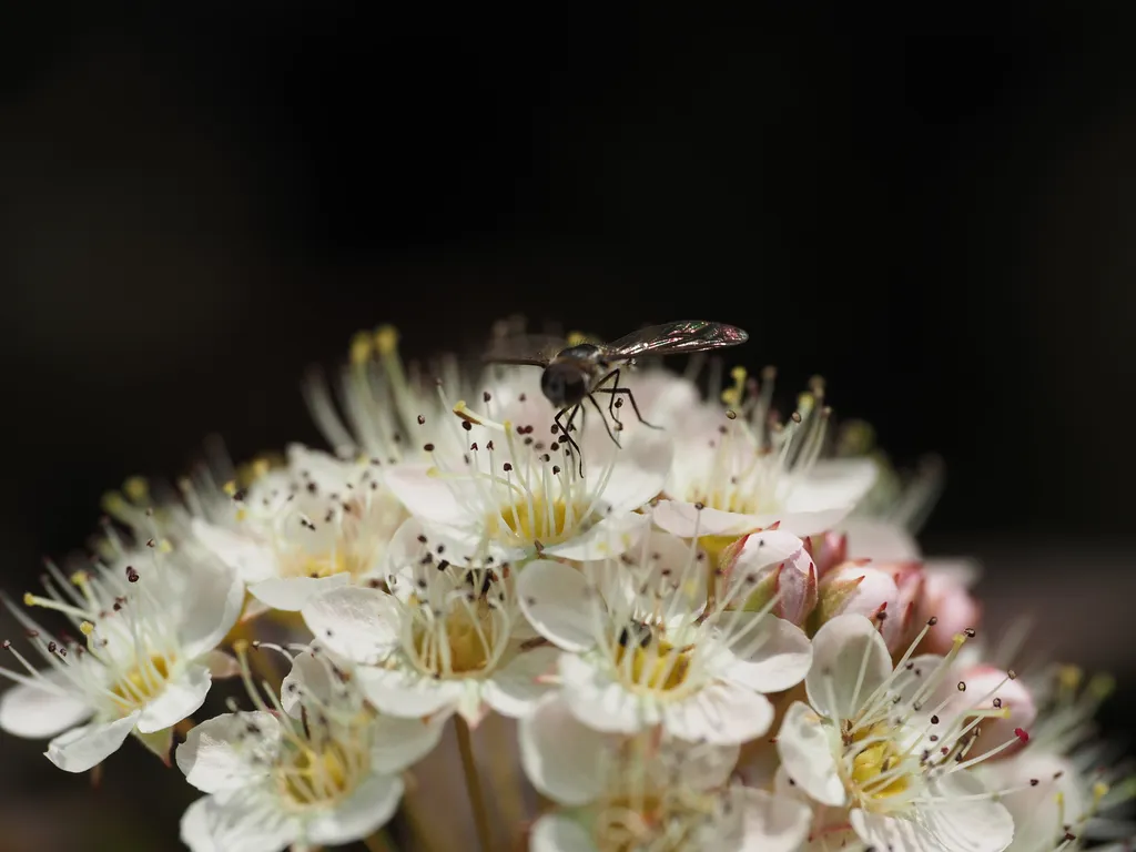 a fly landing on tiny white flowers