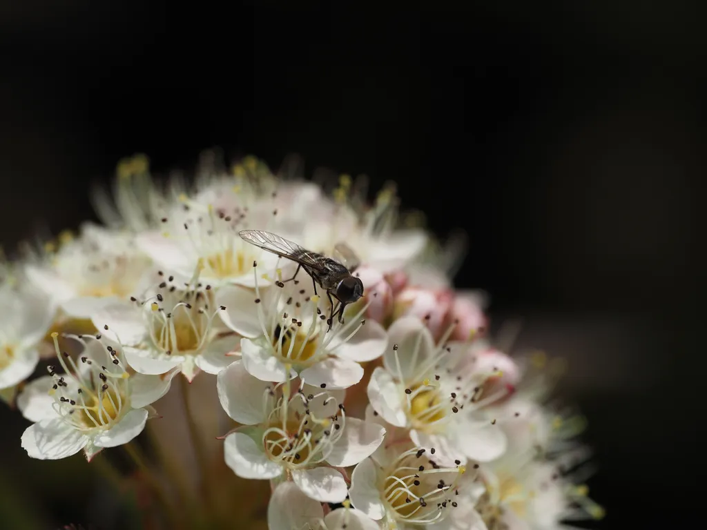 a fly landing on tiny white flowers