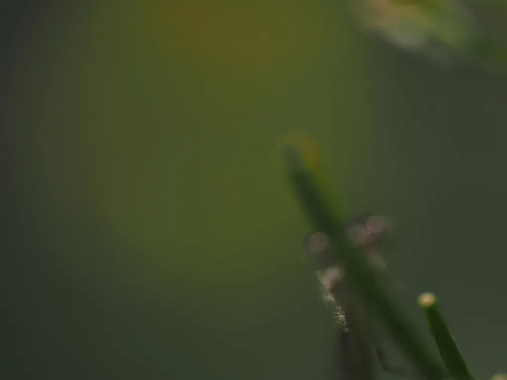a damselfly on a plant