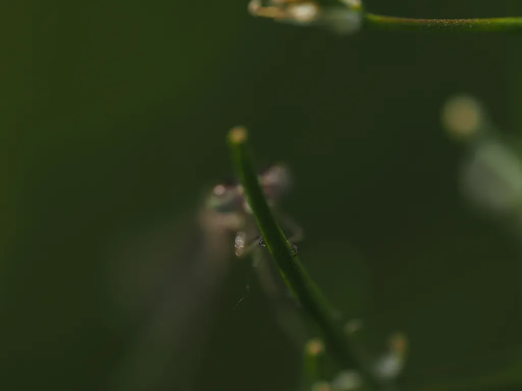 a damselfly on a plant