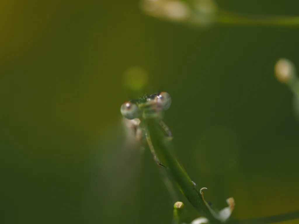 a damselfly on a plant
