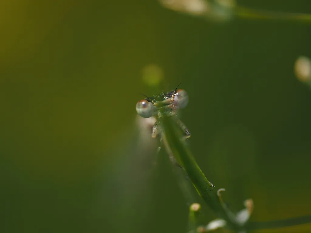a damselfly on a plant