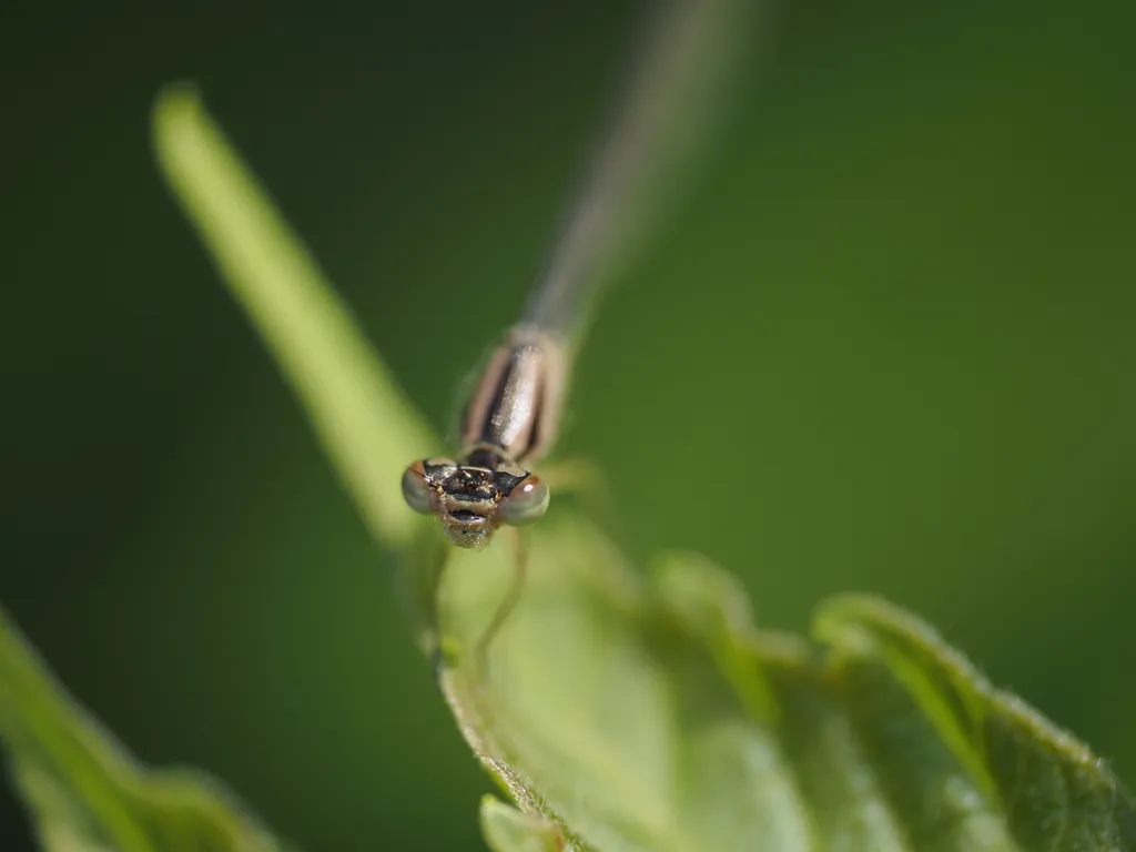 a damselfly on a plant