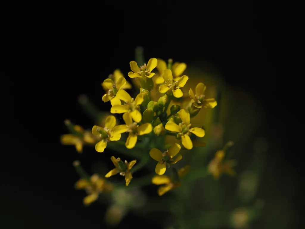 tiny yellow flowers