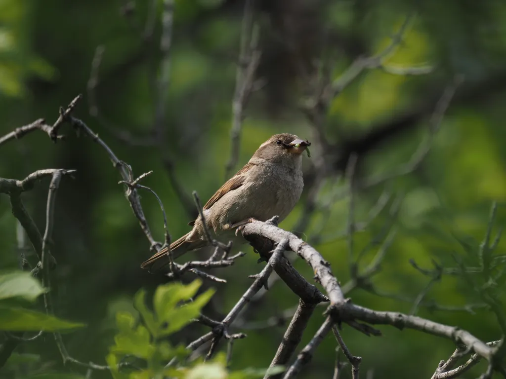 a sparrow with a caterpillar and another bug in their mouth