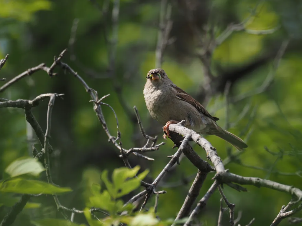 a sparrow with a caterpillar and another bug in their mouth