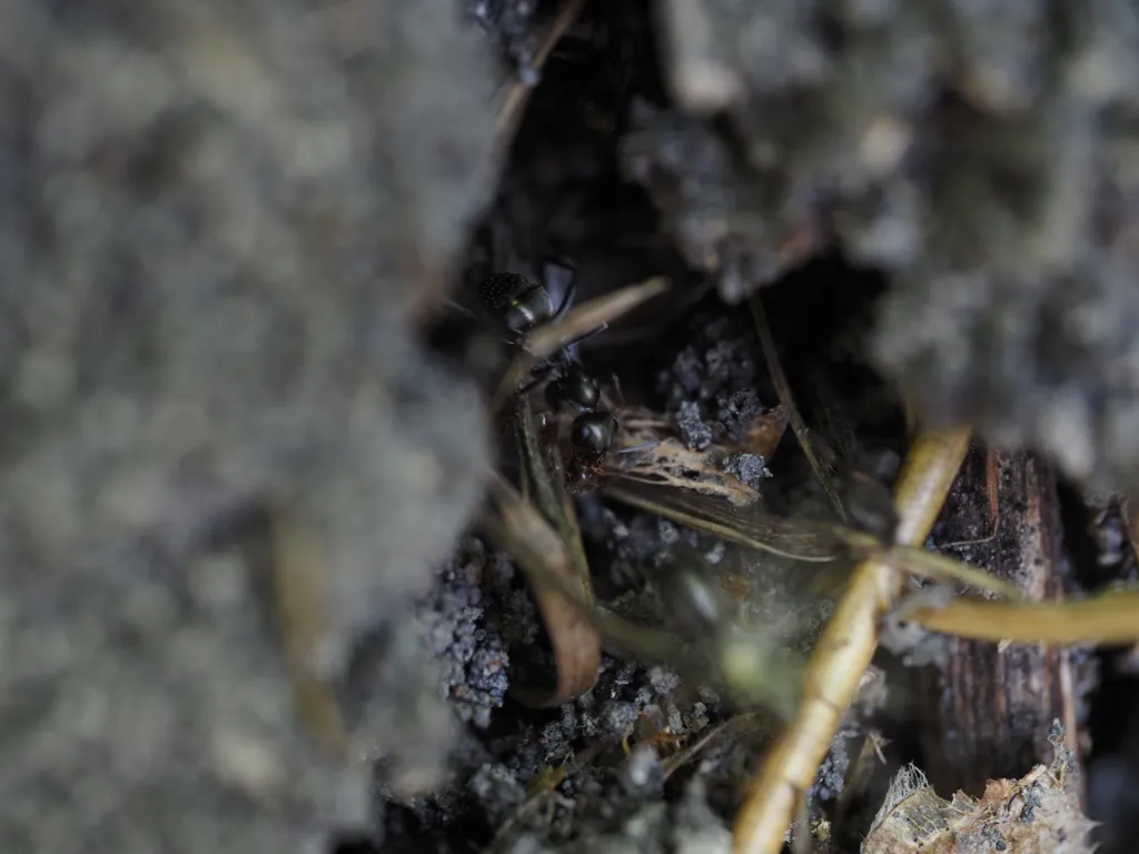looking into an anthill