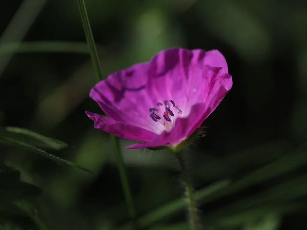a small pink flower